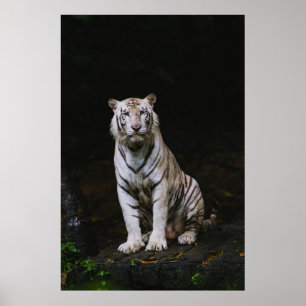 AFFICHE TIGER BLANC