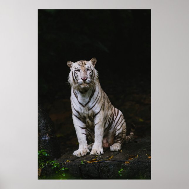 AFFICHE TIGER BLANC (Devant)