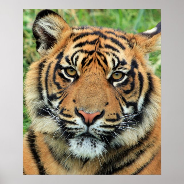 Affiche Tiger Cub Portrait (Devant)