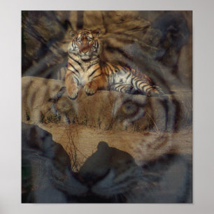 Affiche Tiger Doubletake