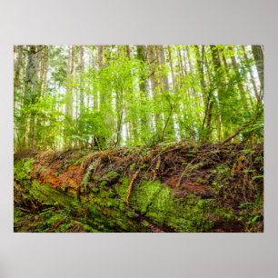 Affiche Tiger Issaquah, État de Washington