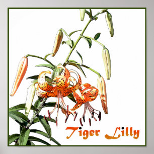 Affiche Tiger Lilly