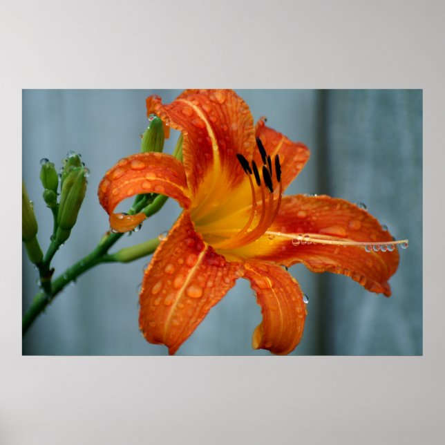 Affiche Tiger Lily (Devant)