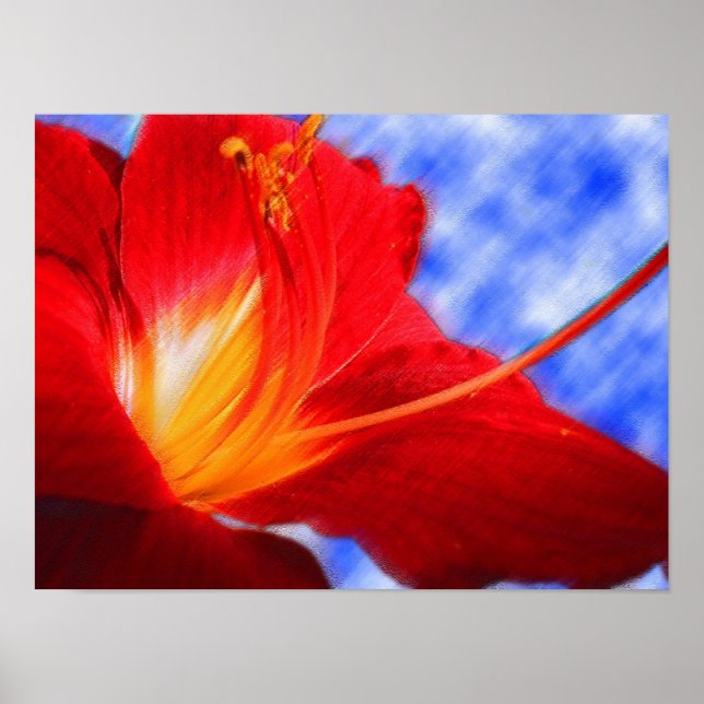 Affiche Tiger Lily "dessin" (Devant)