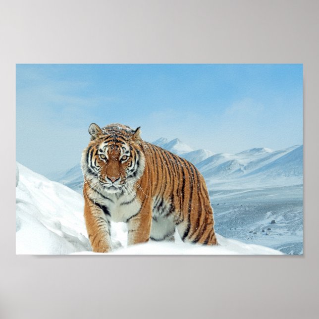 Affiche Tiger Montagnes hiver Nature Photo Neige Imprimer (Devant)