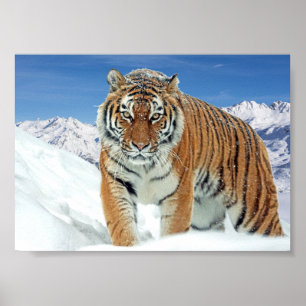 Affiche Tiger Montagnes Nature Hiver Photo Neige Imprimer