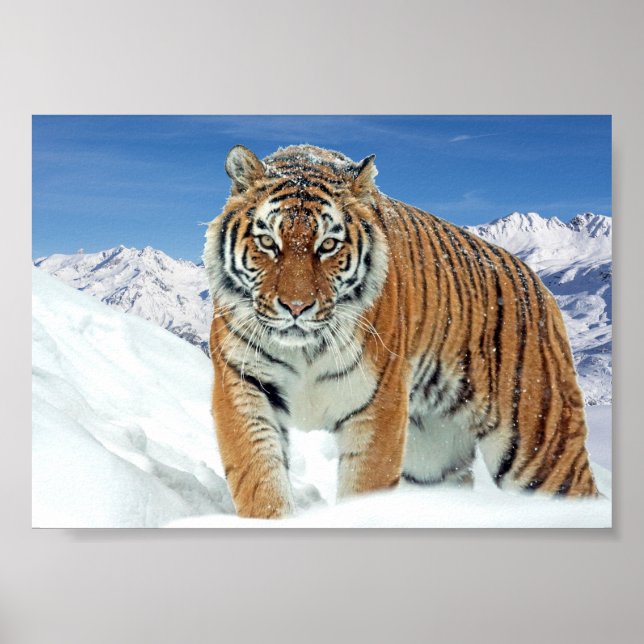 Affiche Tiger Montagnes Nature Hiver Photo Neige Imprimer (Devant)
