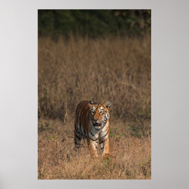 AFFICHE TIGER PORTRAIT (Devant)