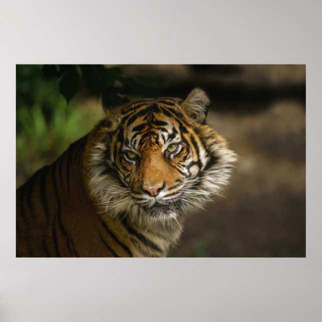 Affiche Tiger Stare (Devant)