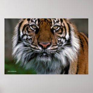 Affiche Tiger tête et visage