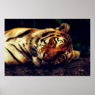 Affiche Tiger vous regarde