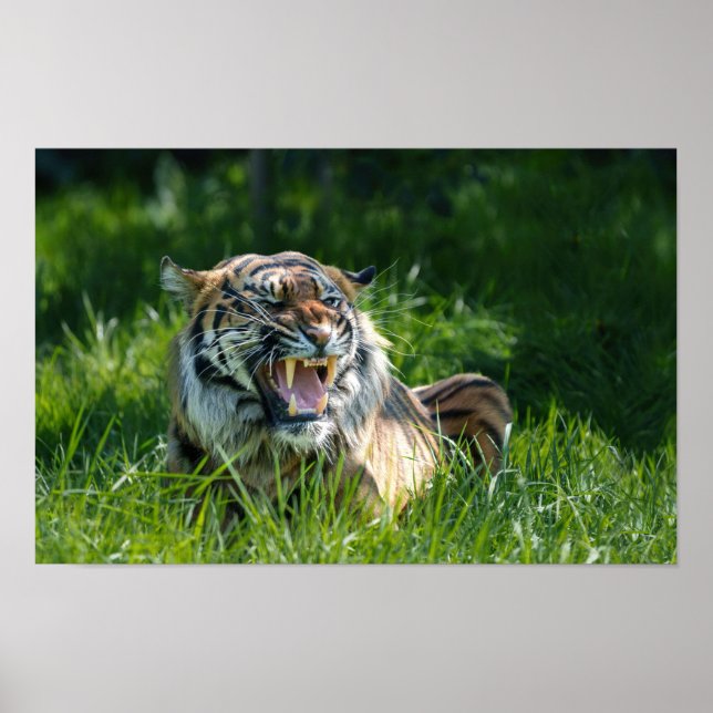 Affiche Tiger's Roar (Devant)