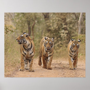 Affiche Tigers royaux du Bengale sur la piste, Ranthambhor