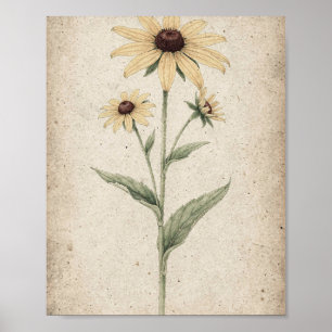Affiche Tiges de Rudbeckia Art Botanique