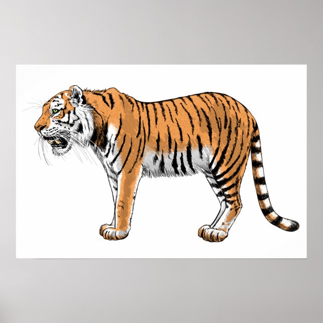 Affiche Tigre (Devant)
