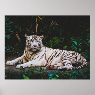 Affiche Tigre