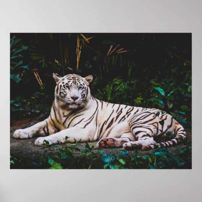 Affiche Tigre (Devant)
