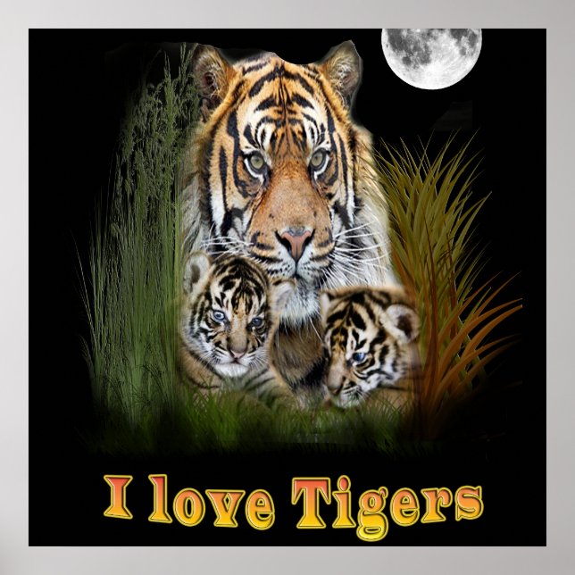 Affiche tigre (Devant)