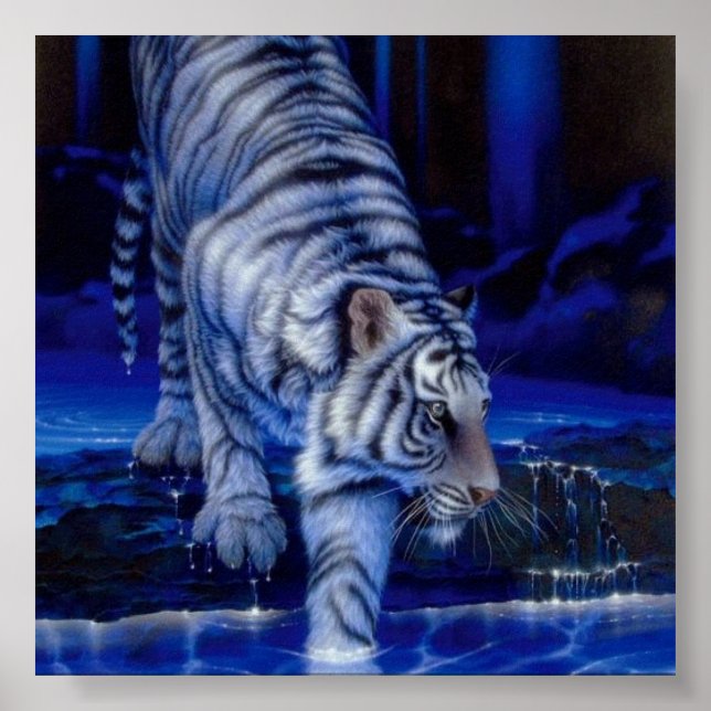 Affiche Tigre (Devant)