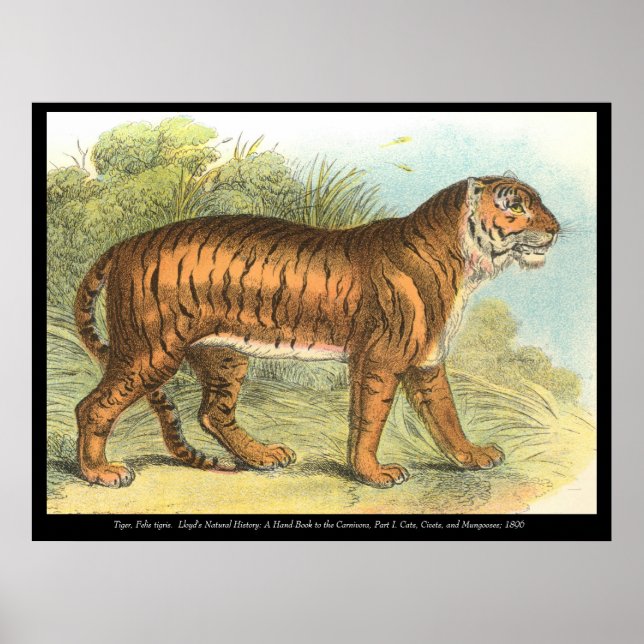 Affiche Tigre (Devant)