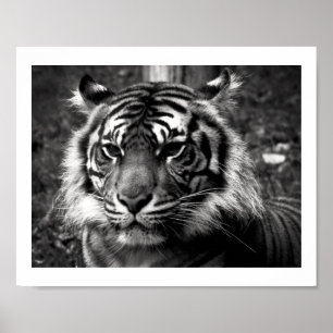 Affiche Tigre