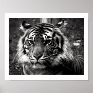 Affiche Tigre