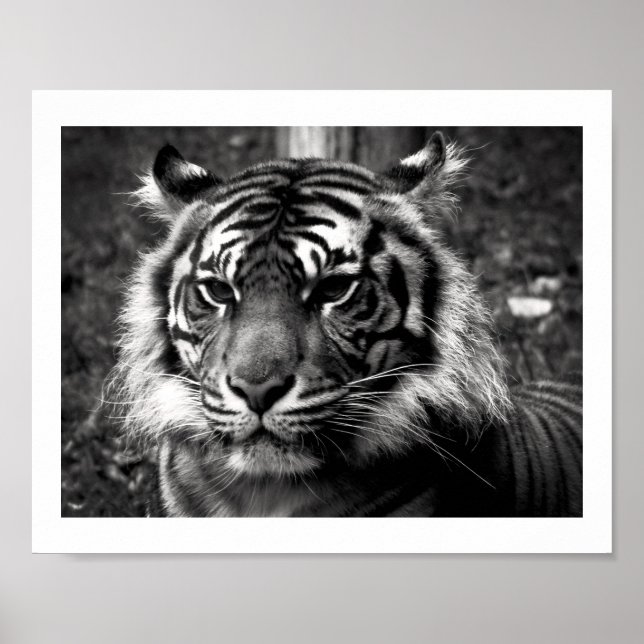 Affiche Tigre (Devant)