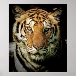 Affiche tigre