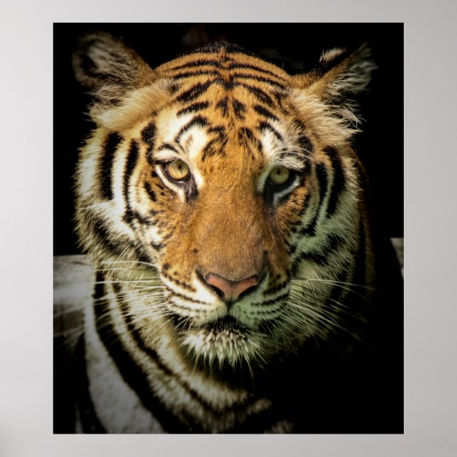 Affiche tigre (Devant)