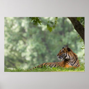 Affiche Tigre allongé sous un arbre