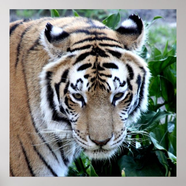 Affiche Tigre asiatique (Devant)