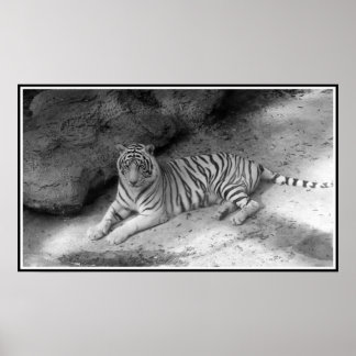 Affiche Tigre Bengale blanc imprimé en noir et blanc
