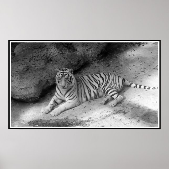 Affiche Tigre Bengale blanc imprimé en noir et blanc (Devant)