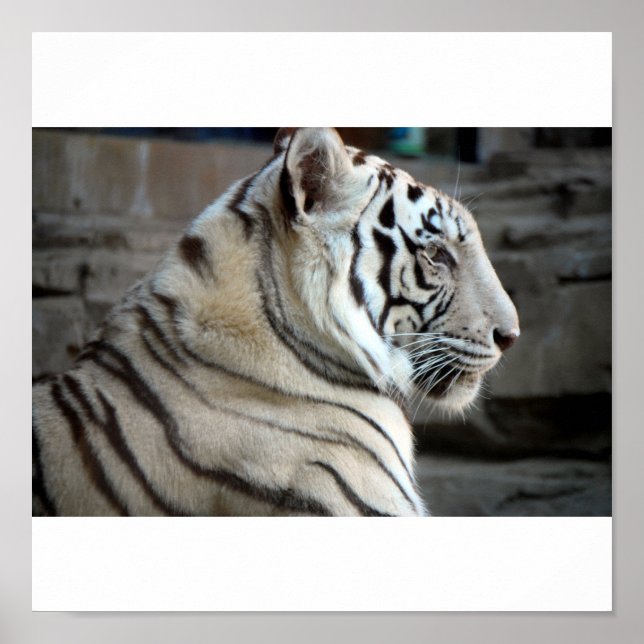 Affiche Tigre blanc (Devant)