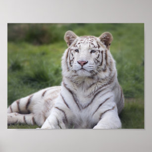 Posters Affiches Le Tigre Blanc Zazzle Fr