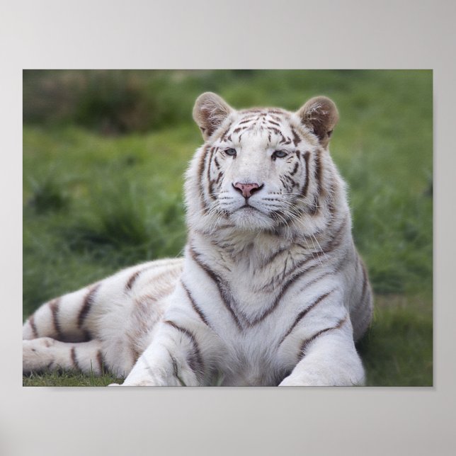 Affiche Tigre blanc attentif (Devant)