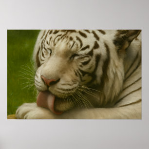 Affiche Tigre blanc dans le rituel de toilettage privé