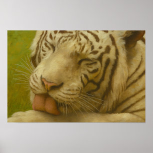 Affiche Tigre blanc dans le rituel de toilettage privé