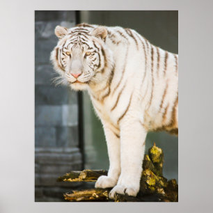 Affiche Tigre Blanc Du Bengale Qui Tire Sur Vous Photograp