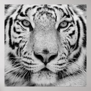 Affiche Tigre blanc - noir et blanc