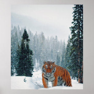 Affiche tigre dans la neige