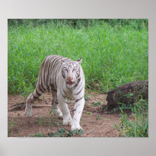 Affiche Tigre de Bengale blanc
