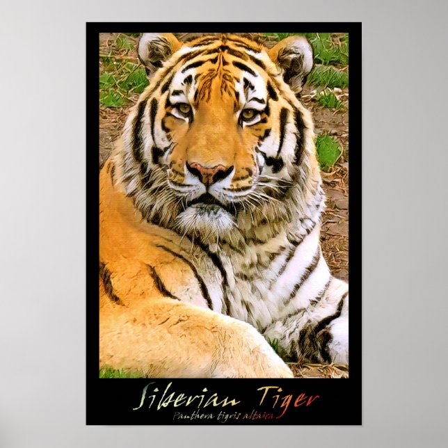 Affiche Tigre de Sibérie (Devant)
