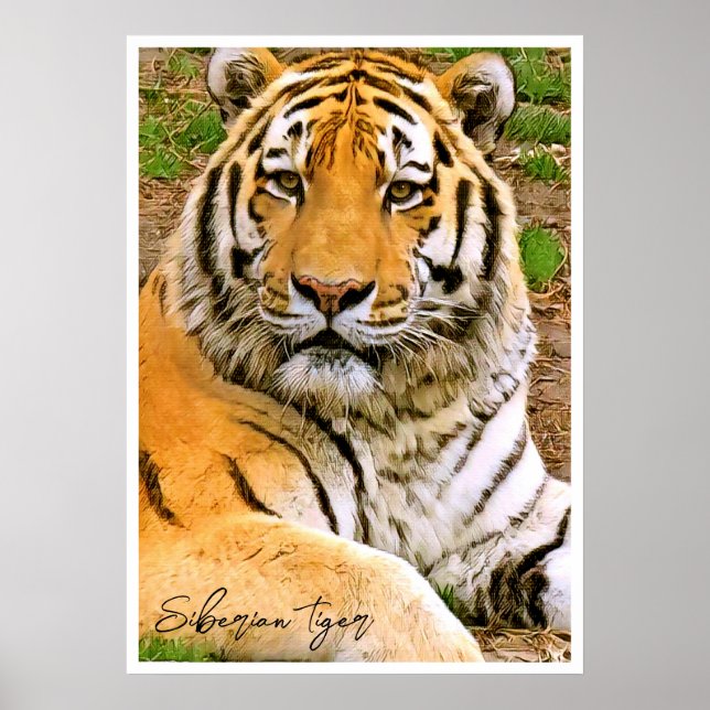 Affiche Tigre de Sibérie (Devant)