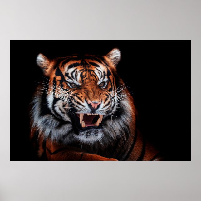 Affiche Tigre de Sumatra (Panthera tigris sumatrae) esthét (Devant)