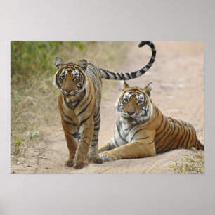 Affiche Tigre du Bengale royal et jeune, Ranthambhor