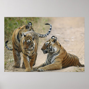 Affiche Tigre du Bengale royal et ses jeunes, Ranthambhor
