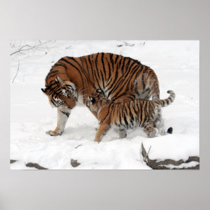 Affiche Tigre Extraordinaire avec son Petit dans la neige