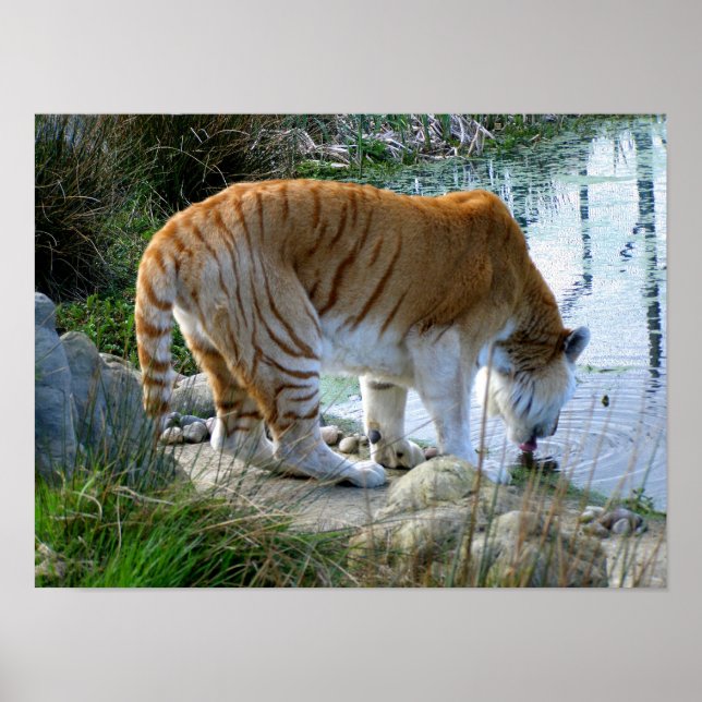 Affiche Tigre indien (Devant)