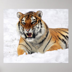 Affiche Tigre Montrant Ses Crocs En Pensant Sur La Neige